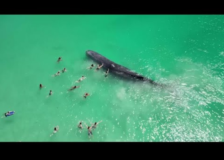 豪西オーストラリア州パース近郊のレイトン・ビーチで9日、浅瀬に迷いこんだクジラを触る海水浴客ら。これほど岸に接近するのは非常に稀で、危険だという（画像は『NEWS9 Live　2023年12月12日公開 YouTube「Super Exclusive: “Rare Encounter: Majestic Whale Joins Swimmers at Australian Beach!”」』のサムネイル）