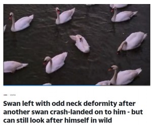英エセックス州マニングツリーで2020年頃に見つかった、曲がった首を持つ白鳥。2021年3月、群れの中で孤立しつつもパートナーを探す姿が伝えられた（画像は『Yahoo News UK　2021年3月11日付「Swan left with odd neck deformity after another swan crash-landed on to him – but can still look after himself in wild」』のスクリーンショット）