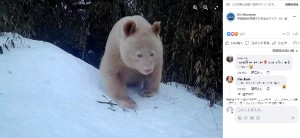 中国四川省にある「臥龍自然保護区」で今年5月、定点カメラがアルビノのパンダの姿を捉えた。北京大学生命科学学院生物技術学系の研究員によると、野生のアルビノのパンダは世界に1頭しか存在しないという（画像は『Xi’s Moments　2023年5月27日付Facebook「The first-ever front face images of a wild albino giant ＃panda were released by the Wolong National Nature Reserve Administration on Saturday.」』のスクリーンショット）