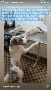 ブラジルで2021年2月、市内の幹線道路で自動車事故に遭い負傷した犬。その犬のそばには仲間が一晩中寄り添い、治療中も離れなかったという（画像は『ONG ADOTA IGUATU　2021年2月15日付Instagram』のスクリーンショット）