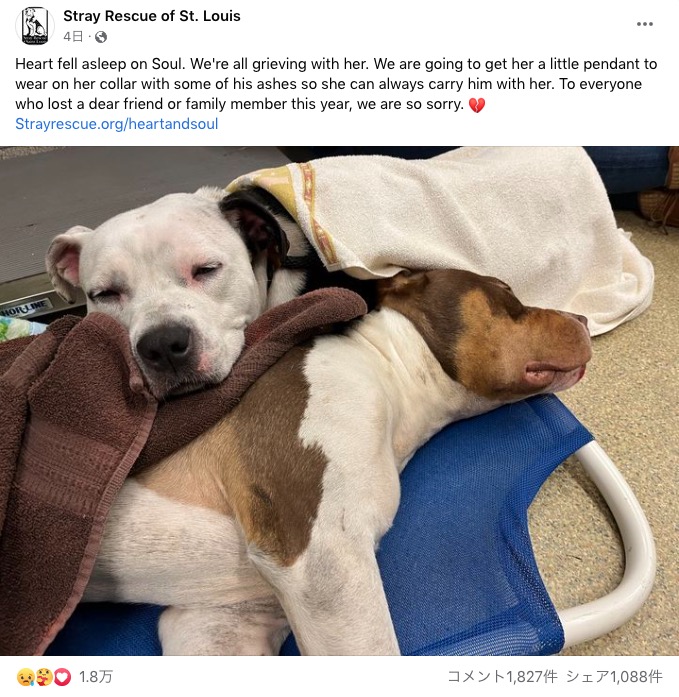 米ミズーリ州の動物保護団体が2023年1月、Facebookに投稿した動画が話題に。事故で怪我をしたオス犬（写真下）にメス犬が寄り添っていた（画像は『Stray Rescue of St. Louis　2023年1月2日付Facebook「Heart fell asleep on Soul.」』のスクリーンショット）