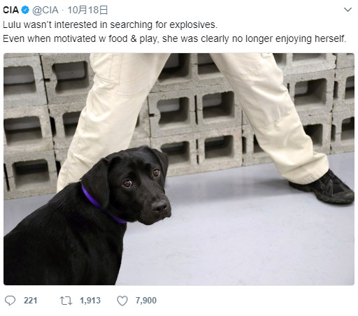 2017年、米政府の中央情報局で爆発物探知犬となるべく訓練を受けていた雌のラブラドール・レトリバー。やる気がみられず解雇がSNSで発表されると、その後を心配する声が多数届いていた（画像は『CIA　2017年10月18日付X「Lulu wasn’t interested in searching for explosives.」』のスクリーンショット）