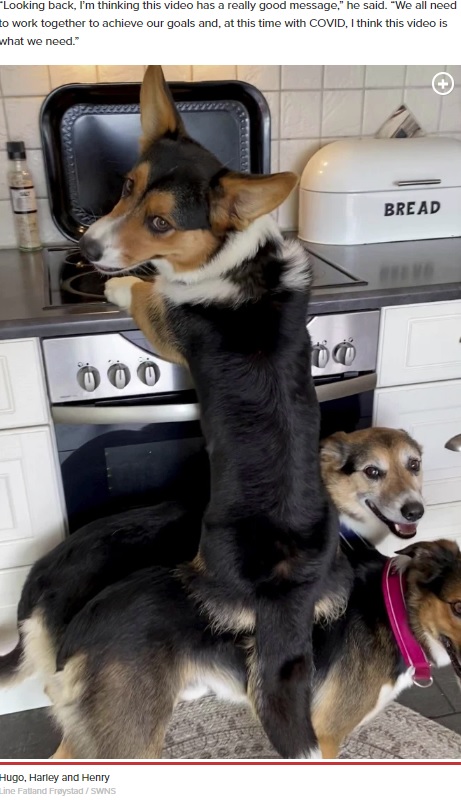 ノルウェー在住の犬の訓練士が2020年8月、3頭の見事なチームワークを捉えた動画を投稿。コーギーがボーダー・コリー2頭の背中に乗ってキッチンの残り物を食べていた（画像は『New York Post　2020年8月13日付「Dogs join forces to steal leftover dinner off kitchen counter in funny video」（Line Fatland Frøystad / SWNS）』のスクリーンショット）