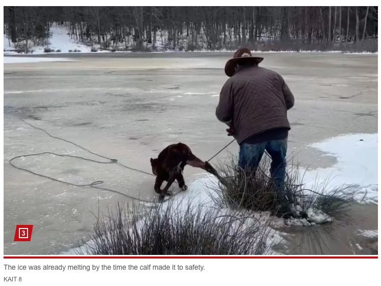 子牛はカウボーイのマックスさんによって無事に救助され、所有者のもとへと返された（画像は『New York Post　2024年1月19日付「Cowboy rescues calf from neighbor’s frozen pond using a lasso: video」（KAIT 8）』のスクリーンショット）