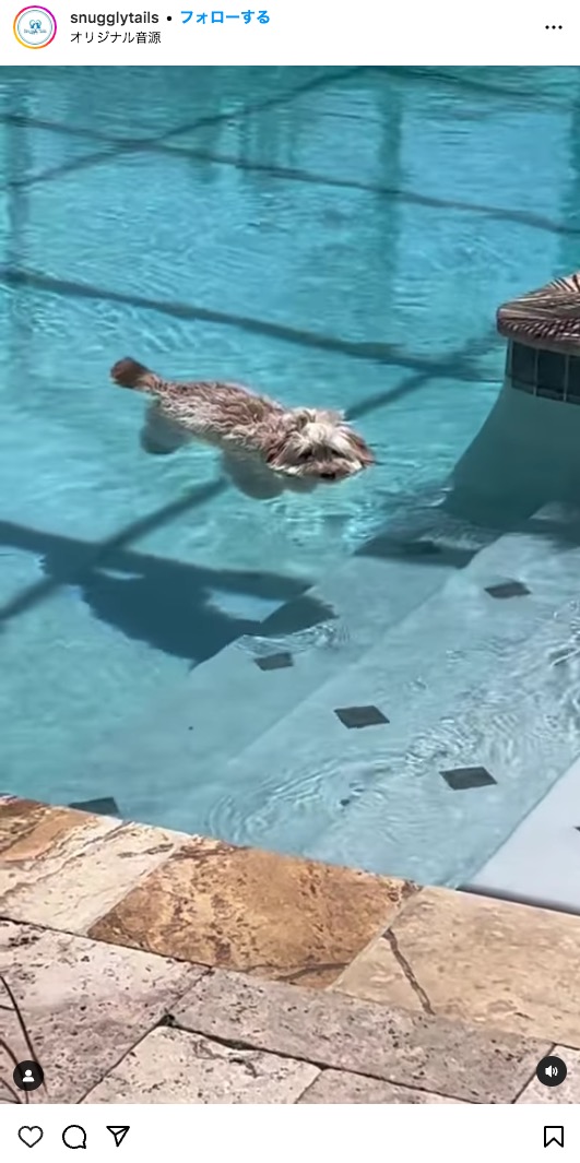 米フロリダ州のペット専門のデンタルクリニックが2023年7月、Instagramに投稿した犬の動画が話題に。犬は水面に浮かんだまま身動きせずにいたため、多くの人々を「溺死？」と心配させていた（画像は『Snuggly Tails　2023年7月1日付Instagram「Dog or otter?」』のスクリーンショット）