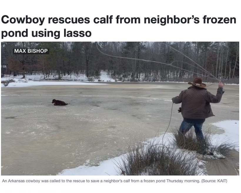米アーカンソー州にある氷の張った池で立ち往生する子牛。カウボーイが投げ縄を使って見事に救出した（画像は『KSLA News 12　2024年1月19日付「Cowboy rescues calf from neighbor’s frozen pond using lasso」（Source: KAIT）』のスクリーンショット）
