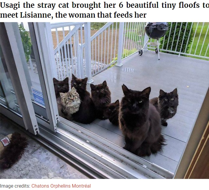 カナダのある家に2020年9月、たびたび餌をあげていたメスの黒猫が姿を現した。黒猫は6匹の我が子を窓の外に並べてお披露目にやってきたという（画像は『Bored Panda　2020年11月16日付「Stray Cat Brings All Her Babies To A Woman Who Gave Her Food And Helped Her」（Image credits: Chatons Orphelins Montréal）』のスクリーンショット）