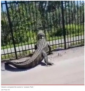米フロリダ州のゴルフコースで撮影された、野生のワニの動画が注目を集める。ワニは金属製の柵を押し曲げながら進んでおり、「あれはワニじゃない。ゴジラだ」といった声が届いていた（画像は『New York Post　2023年3月10日付「‘Godzilla’ gator busts through iron fence with jaw-dropping ease」（Jam Press Vid）』のスクリーンショット）