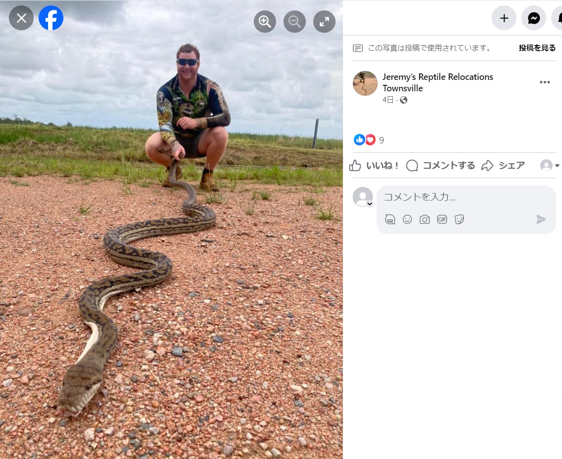 豪クイーンズランド州タウンズビルを拠点に、爬虫類の捕獲を専門に行っているジェレミーさん。写真はこのたび捕獲したアメジストニシキヘビ（画像は『Jeremy’s Reptile Relocations Townsville　2024年1月11日付Facebook「Oh my scrubby!!」』のスクリーンショット）