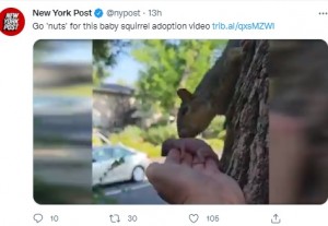 米アイダホ州在住の女性は2021年8月、生後間もないオスの赤ちゃんリスを保護した。女性は子育て中のリスが棲む大きな木に足を運んだところ、このリスは赤ちゃんを受け入れていた（画像は『New York Post　2021年8月27日付X「Go ‘nuts’ for this baby squirrel adoption video」』のスクリーンショット）