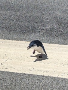 当時滑走路の気温は50度を超える猛暑を記録していたが、赤ちゃんペンギンを捕獲して獣医に診せると、大きな健康問題は見つからなかったという（画像はウェリントン国際空港提供）