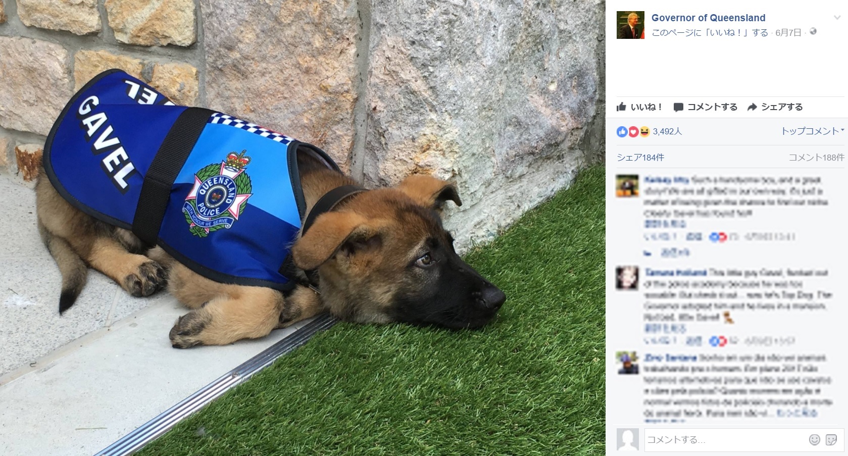 豪クイーンズランド州の警察犬訓練学校で、警察犬としては「不向き」と烙印を押された犬。しかし2017年2月、州の総督犬（Vice-Regal Dog）として正式に任命され“大出世”を果たした（画像は『Governor of Queensland 2017年6月7日付Facebook』のスクリーンショット）