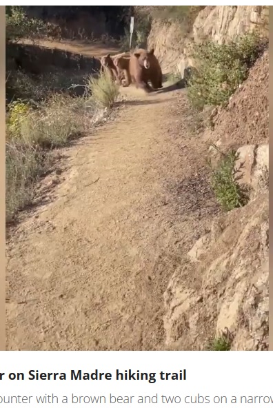 米カリフォルニア州の山中を走ってトレーニングしていた女性が2023年11月、子連れの母グマと遭遇。女性は後ずさりして距離を取ろうとしたが、クマは小走りで追いかけてきたという（画像は『FOX 11 Los Angeles　2023年11月17日付「Terrifying bear encounter on SoCal hiking trail caught on camera」』のスクリーンショット）
