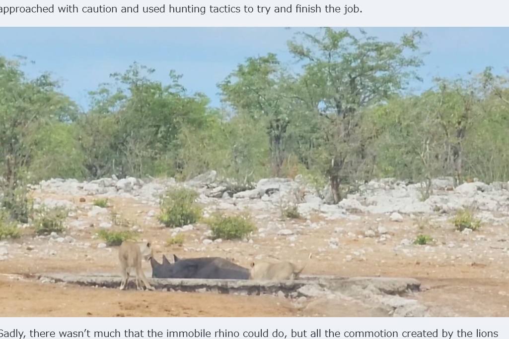 水場はかなりの深さで、底には厚い泥が堆積していたためクロサイは抜け出せなくなった。そしてそれに気づいたライオンが襲いかかった（画像は『Latest Sightings　2024年1月9日付「Elephants Try Saving Stuck Rhino from Hungry Lions」』のスクリーンショット）
