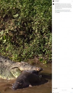 ケニアの国立保護区で2023年9月、へその緒がついたままのカバをくわえて振り回し、水面に叩きつけるナイルワニの姿が捉えられた。「自然は美しいけど、非常に残酷だ」といった声があがっていた（画像は『Frankie Adamson　2023年9月15日付Instagram「Life’s still not fair」』のスクリーンショット）