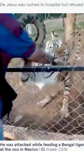 メキシコの小さな動物園で2022年6月、飼育員の男性が檻の金網の間からトラを撫でようとして右手に食いつかれ、檻の中に腕を引きずり込まれた（画像は『The Mirror　2022年6月15日付「Private zoo keeper dies after hand mauled by TIGER he tried to pet at feeding time」（Image: CEN）』のスクリーンショット）