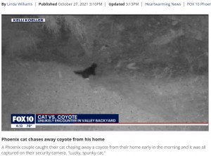 2021年10月、米アリゾナ州のある家の裏庭にコヨーテが侵入。すると飼っている猫が凄まじいスピードでコヨーテに向かっていった（画像は『FOX 10 Phoenix　2021年10月27日付「Phoenix cat chases away coyote from his home」』のスクリーンショット）