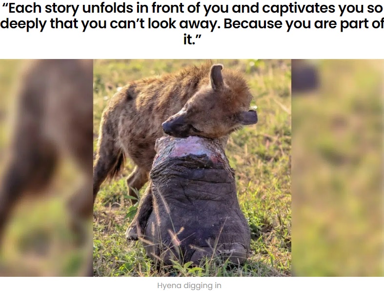 南アフリカの動物保護区で2022年6月、ゾウの死骸に群がるライオンの隙を見て、自分の頭よりも大きな“ゾウの足”をかっさらうハイエナの姿がカメラに収められた（画像は『Latest Sightings　2022年7月28日付「Hyena Gets Away With Elephant’s Giant Foot」』のスクリーンショット）