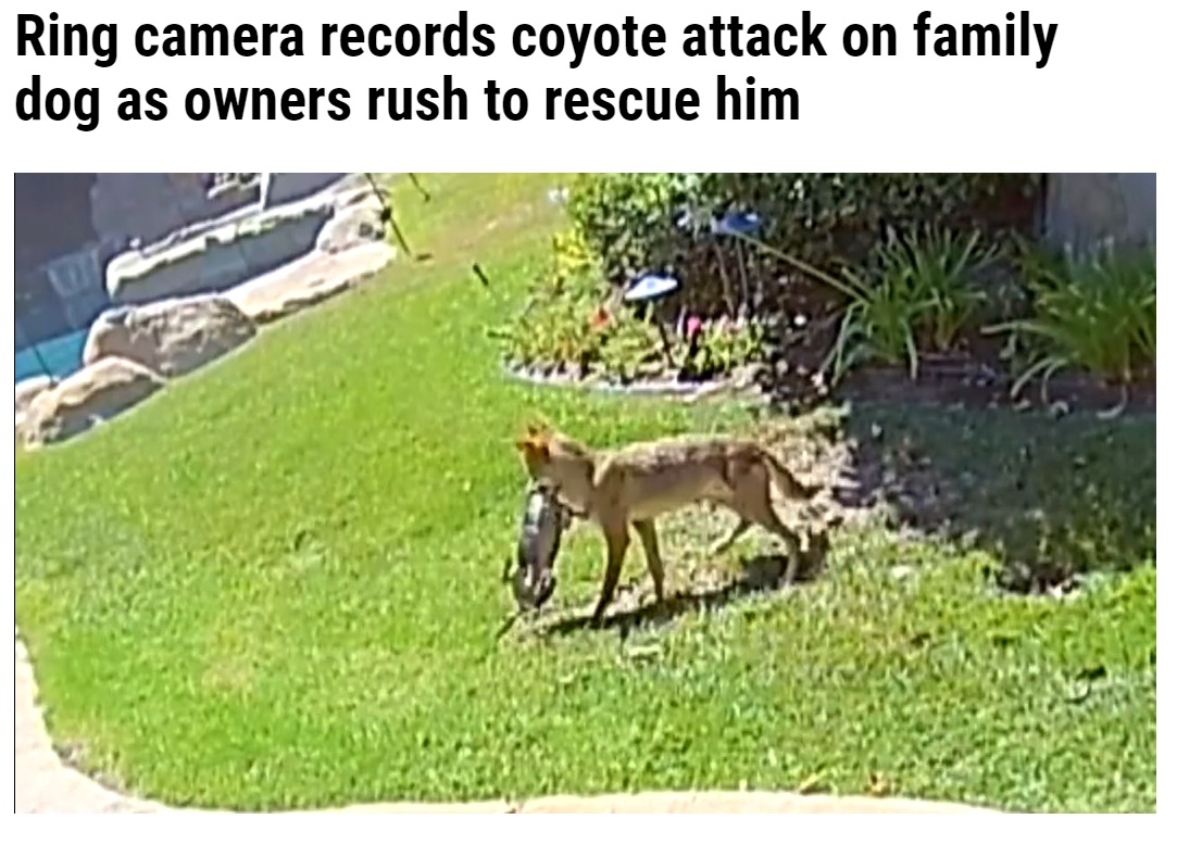 米カリフォルニア州在住のある夫婦が飼っているチワワは2021年、庭でコヨーテに襲われた。夫婦は自宅にあったエアホーンで大きな音を出してコヨーテを追い払い、愛犬の救助に成功したという（画像は『WFLA　2021年10月9日付「Ring camera records coyote attack on family dog as owners rush to rescue him」』のスクリーンショット）