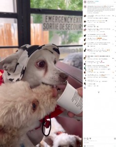 遊んだ後にホイップクリームが入った犬用のスターバックスメニュー「パプチーノ（puppuccino）」を食べると、バスの中でうとうとし始めるという（画像は『Ruff and Puff　2023年7月14日付Instagram「Happy Stampede week!」』のスクリーンショット）