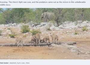 ゾウの群れは数回、ライオンたちを追い払ったが、「もうこれ以上できることはない」とクロサイを置いてその場から移動。ライオンたちは御馳走にありついた（画像は『Latest Sightings　2024年1月9日付「Elephants Try Saving Stuck Rhino from Hungry Lions」』のスクリーンショット）