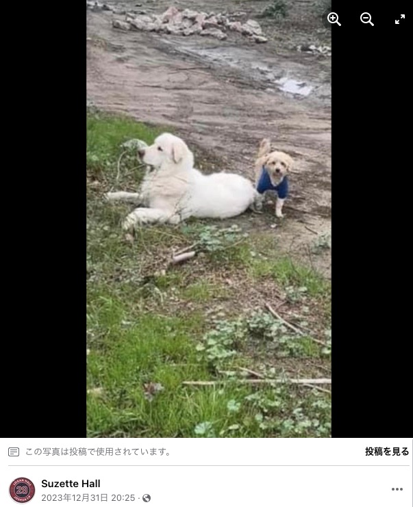 高速道路の脇で車にはねられて怪我をした“親友”（左）とそばで見守る犬（画像は『Suzette Hall　2023年12月31日付Facebook「I will stay by your side And protect you」』のスクリーンショット）