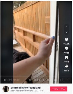 開いているガラス戸の前で待つベアのために、ドアを開けるフリをしてあげる飼い主（画像は『BearTheBigNewfoundland　2023年5月9日付TikTok「Trust issues」』のスクリーンショット）