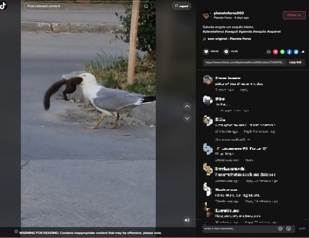 2023年6月、ブルガリアで撮影されたカモメの動画がTikTokに投稿される。カモメは大きなリスを頭から丸呑みしていた（画像は『Planeta Feroz　2023年6月20日付TikTok「Gaivota engole um esquilo inteiro.」』のスクリーンショット）