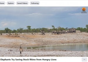 クロサイがライオンの群れに襲われるのを見て、水場に向かってやってきたゾウの群れ。ライオンはせっかくの獲物を残したまま、撤退せざるを得なかった（画像は『Latest Sightings　2024年1月9日付「Elephants Try Saving Stuck Rhino from Hungry Lions」』のスクリーンショット）