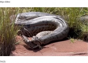 ブラジルのある川で2023年2月、全長5メートルほどのオオアナコンダが撮影される。オオアナコンダの口の中に別のアナコンダの頭が見えており、いったん食べたヘビを吐き出していた（画像は『iBahia　2023年5月22日付「VÍDEO: ‘Anaconda’ gigante regurgita sucuri no interior de Goiás」』のスクリーンショット）