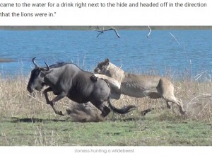 南アフリカの自然保護区で、妊娠中のヌー（ワイルドビースト）がライオンの群れに襲われる。2018年にYouTubeに投稿された動画が、2022年に再び話題になった（画像は『Latest Sightings　2022年7月1日付「Lions Hunt Pregnant Wildebeest and Pull the Baby Out!」』のスクリーンショット）