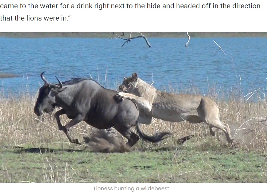 南アフリカの自然保護区で、妊娠中のヌー（ワイルドビースト）がライオンの群れに襲われる。2018年にYouTubeに投稿された動画が、2022年に再び話題になった（画像は『Latest Sightings　2022年7月1日付「Lions Hunt Pregnant Wildebeest and Pull the Baby Out!」』のスクリーンショット）
