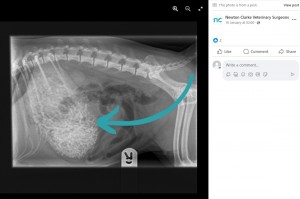 レントゲンを撮ったところ、胃の中にまるで無数の芋虫でも詰め込まれているかのような奇妙な異物を発見。早速、手術をすることになった（画像は『Newton Clarke Veterinary Surgeons　2024年1月10日付Facebook「Case study」』のスクリーンショット）