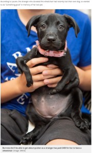 英ケント州で2019年、6本脚のラブラドール・レトリバーのミックス犬が愛犬を亡くしたばかりの女性から車椅子をプレゼントされていた（画像は『The Mirror　2019年8月23日付「Stranger’s incredible act of kindness for adorable puppy born with six legs」（Image: SWNS）』のスクリーンショット）