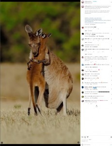 オーストラリア在住の写真家が2022年12月、SNSにカンガルーの親子の動画を投稿。「この親子のやり取りに心奪われてしまったの。自然は本当に美しいわ！」と言葉を添えていた（画像は『Bird ＆ Wildlife Photographer | Australia　2022年12月13日付Instagram「A lot of the kangaroos now have joey’s」』のスクリーンショット）