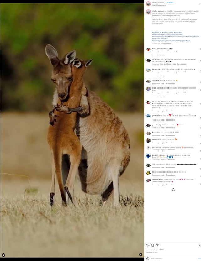 オーストラリア在住の写真家が2022年12月、SNSにカンガルーの親子の動画を投稿。「この親子のやり取りに心奪われてしまったの。自然は本当に美しいわ！」と言葉を添えていた（画像は『Bird ＆ Wildlife Photographer | Australia　2022年12月13日付Instagram「A lot of the kangaroos now have joey’s」』のスクリーンショット）