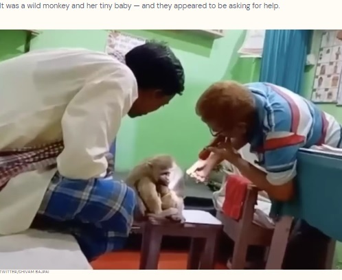インドのあるクリニック前に2022年6月、サルの親子が現れた。医師は2匹が怪我をしているのに気付くと、治療を始めたという（画像は『The Dodo　2022年6月11日付「Wild Monkey Walks Into Doctor’s Office To Get Help For Her Baby」（TWITTER/SHIVAM BAJPAI）』のスクリーンショット）