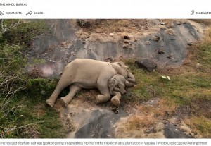 インドの動物保護区で2023年12月、群れとはぐれて人間の助けによって母との再会を果たした子ゾウ。数日後、母にピタリと寄り添い眠る姿が捉えられていた（画像は『The Hindu　2023年1月3日付「Image of reunited elephant calf’s nap with mother in T.N.’s Anamalai Tiger Reserve wins hearts」（Photo Credit: Special Arrangement）』のスクリーンショット）