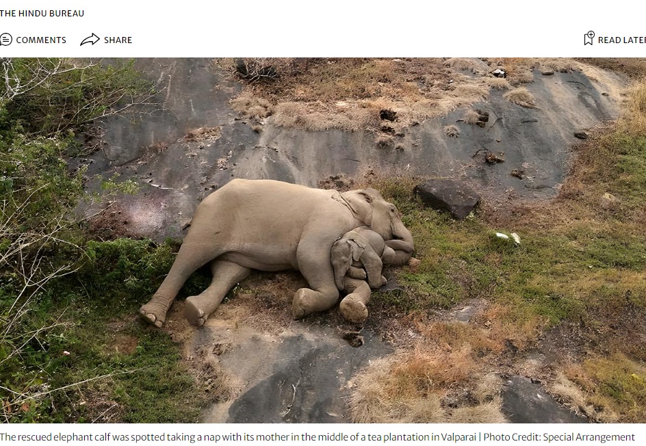 インドの動物保護区で2023年12月、群れとはぐれて人間の助けによって母との再会を果たした子ゾウ。数日後、母にピタリと寄り添い眠る姿が捉えられていた（画像は『The Hindu　2023年1月3日付「Image of reunited elephant calf’s nap with mother in T.N.’s Anamalai Tiger Reserve wins hearts」（Photo Credit: Special Arrangement）』のスクリーンショット）