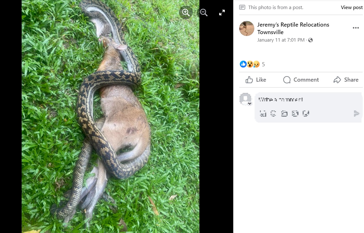 ワラビーを吐き出したヘビ。もしこの個体がワラビーを飲み込むことができたとしても、消化するには大きすぎるし、逆にヘビが死んでしまう可能性もあったという（画像は『Jeremy’s Reptile Relocations Townsville　2024年1月11日付Facebook「Oh my scrubby!!」』のスクリーンショット）