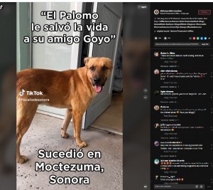 2022年、メキシコ北西部で自宅を出たまま行方不明になっていた84歳男性が8日後に発見された。プロの救助隊が捜索しても見つからず、男性の愛犬に助けを求めたところ見事に捜し当てたという（画像は『Fiscalía de Sonora　2022年12月7日付TikTok「El amor perruno de “El Palomo”」』のスクリーンショット）