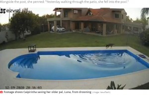 アルゼンチンのある家のプールで2020年12月、盲目のピットブルが溺れてしまい、仲良しの同居犬が見事に助け出した（画像は『Mirror　2020年1月2日付「Heart-stopping moment dog saves older blind sister from drowning in pool」（Image: Newsflash）』のスクリーンショット）