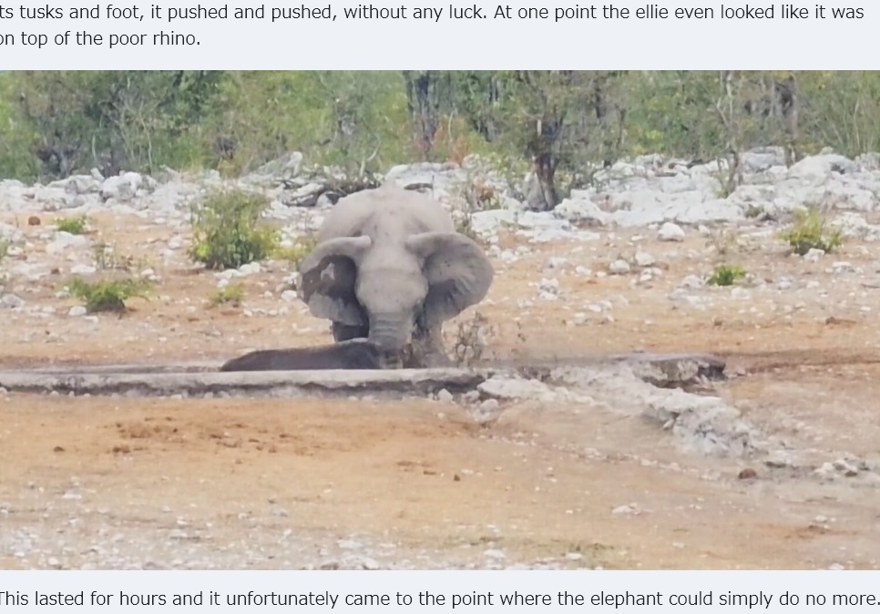 ライオンの群れを追い払った後、若いゾウが1頭残り、長い鼻や足を使って水場から動けなくなっていたクロサイを助けようとした（画像は『Latest Sightings　2024年1月9日付「Elephants Try Saving Stuck Rhino from Hungry Lions」』のスクリーンショット）