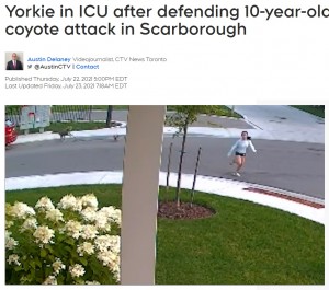 2021年7月、カナダ在住の10歳少女が愛犬のヨークシャーテリアを散歩させていたところ、大きなコヨーテが現れた。ヨークシャーテリアは小さな体でコヨーテに立ち向かい、少女を守っていた（画像は『CTV News　2021年7月23日付「Yorkie in ICU after defending 10-year-old owner from coyote attack in Scarborough」』のスクリーンショット）