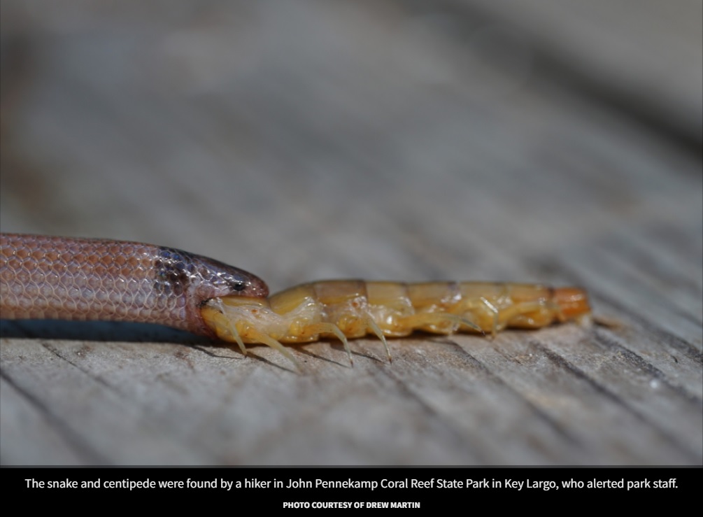2022年2月、米フロリダ州で絶滅危機種に指定されている「リム・ロック・クラウン・スネーク（Rim rock crown snake、またはTantilla oolitica）」の死骸が発見される。希少なヘビはムカデを飲み込んでいる最中に死んだようだった（画像は『Florida Museum of Natural History　2022年9月7日付「North America’s rarest snake found biting off more than it could chew」（PHOTO COURTESY OF DREW MARTIN）』のスクリーンショット）