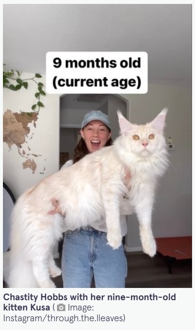 米アリゾナ州のある家で飼われているメインクーン。2023年1月時点で生後9か月になり、体重約6.8キロと急激に成長していた（画像は『The Mirror　2023年1月23日付「Pet cat is so huge people mistake him for a BOBCAT - and he’ll get even bigger」（Image: Instagram/through.the.lleaves）』のスクリーンショット）
