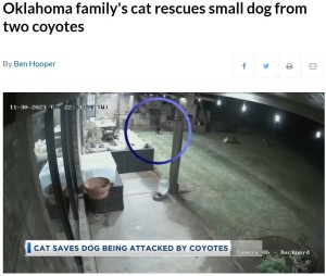 コヨーテに襲われた当時、オークリーは庭で用を足している最中だった。無防備なところを狙った2頭のコヨーテが、暗闇から姿を現した（画像は『UPI.com　2024年1月3日付「Oklahoma family’s cat rescues small dog from two coyotes」』のスクリーンショット）