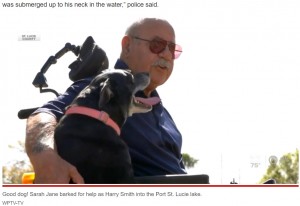 2022年、米フロリダ州で電動車椅子を使う男性が愛犬と散歩中、バランスを崩して車椅子ごと池に落下した。愛犬はすぐに激しく吠えて助けを求め、それを聞いた人が男性を発見し、大事に至らず済んだという（画像は『New York Post　2022年2月8日付「Hero dog helps save wheelchair-bound owner, 81, from Florida lake」（WPTV-TV）』のスクリーンショット）