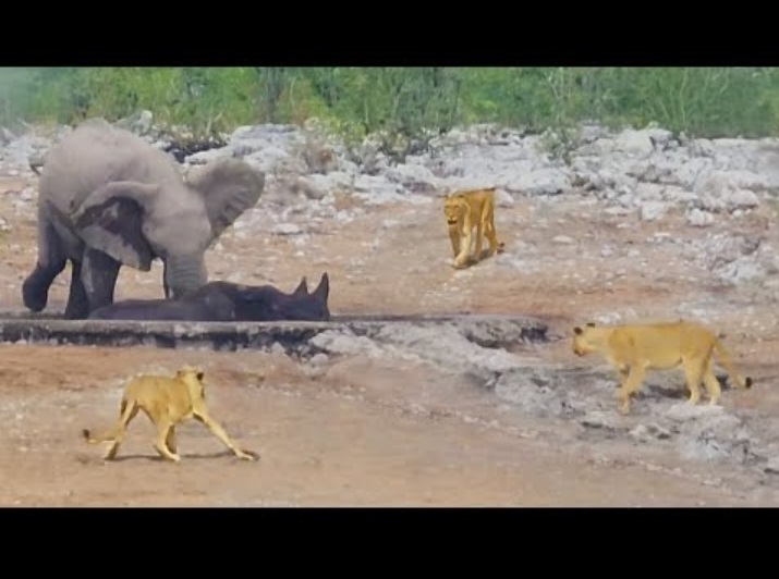 ナミビア共和国北部の「エトーシャ国立公園」の水場で撮影された光景。水場にはまったクロサイを助けようとするゾウと、その様子を見守るライオン（画像は『Latest Sightings　2024年1月9日公開 YouTube「Elephants Try Saving Stuck Rhino from Hungry Lions」』のサムネイル）
