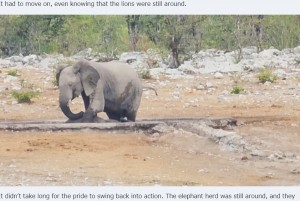 ゾウは一時、クロサイの上に乗っているかのように見えたほどで、クロサイを助け出そうと数時間にわたり粘っていたという（画像は『Latest Sightings　2024年1月9日付「Elephants Try Saving Stuck Rhino from Hungry Lions」』のスクリーンショット）